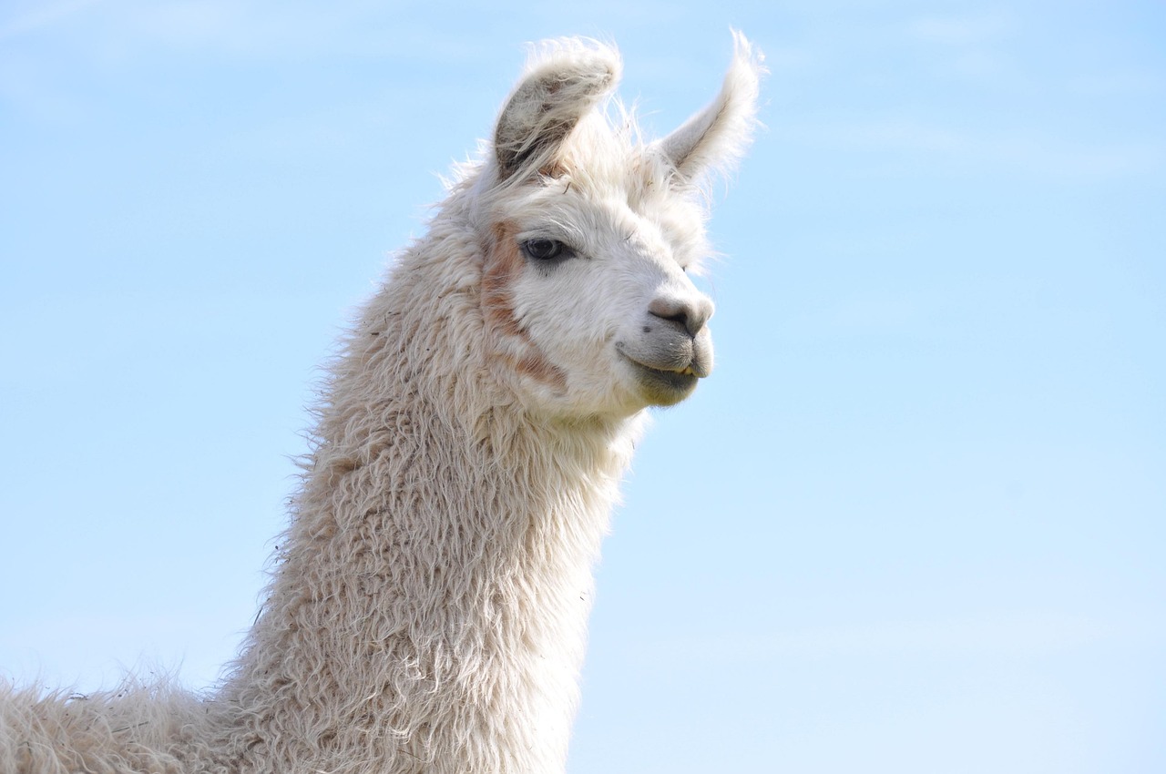 银龄手机卡已实名- 鹤岗祥云平台代理